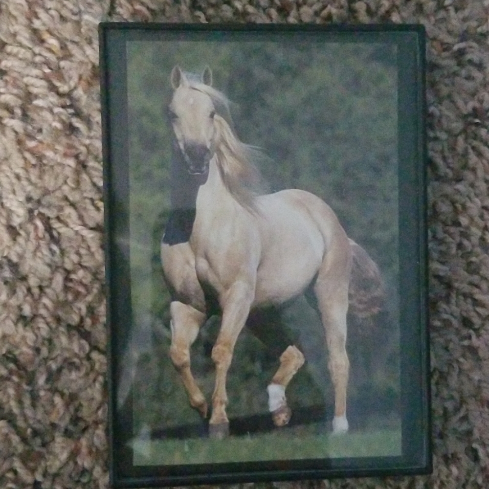 Horse pictures